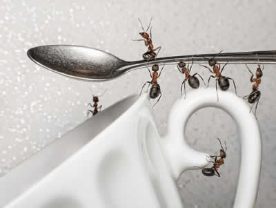 Imagen de una plaga de hormigas en la vajilla de muebles de cocina